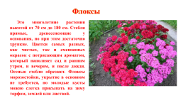 Цветочно-декоративные растения, слайд 10