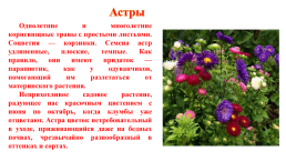 Цветочно-декоративные растения, слайд 14