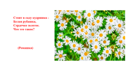 Цветочно-декоративные растения, слайд 16