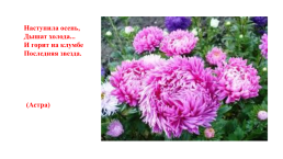 Цветочно-декоративные растения, слайд 21