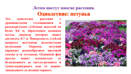 Цветочно-декоративные растения, слайд 6