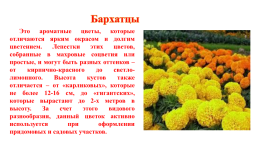 Цветочно-декоративные растения, слайд 8