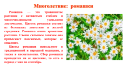 Цветочно-декоративные растения, слайд 9