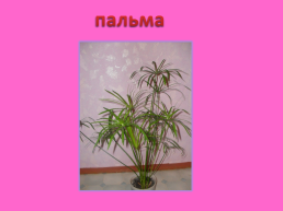 Комнатные растения, слайд 14