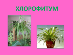 Комнатные растения, слайд 16