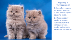 «Хочу все знать о кошках» для малышей, слайд 8