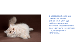 «Хочу все знать о кошках» для малышей, слайд 9