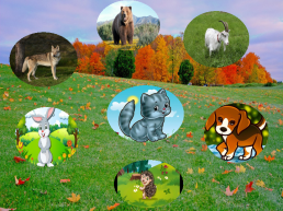Интерактивная игра по экологии  для детей старшей группы «Загородное путешествие», слайд 12