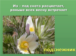 Растения Иркутской области, слайд 10