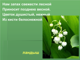Растения Иркутской области, слайд 11