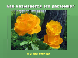 Растения Иркутской области, слайд 12