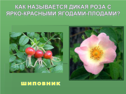 Растения Иркутской области, слайд 13