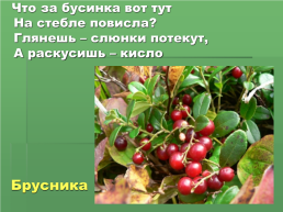 Растения Иркутской области, слайд 14