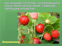 Растения Иркутской области, слайд 15