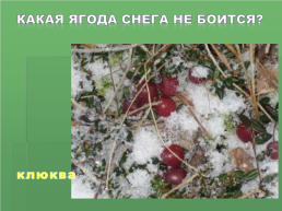 Растения Иркутской области, слайд 16