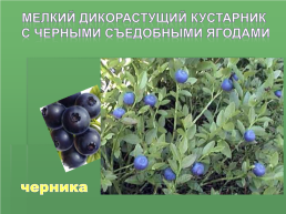 Растения Иркутской области, слайд 17