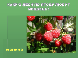 Растения Иркутской области, слайд 18