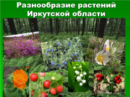 Растения Иркутской области, слайд 4