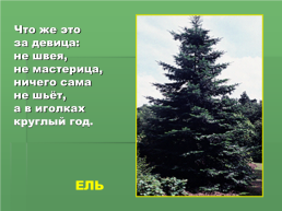 Растения Иркутской области, слайд 5
