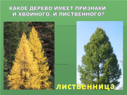 Растения Иркутской области, слайд 7