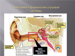 Современные методы диагностики и реабилитации в аудиологии, слайд 11