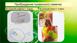 Мои первые исследования и открытия «Как пробуждается семечко тыквы?», слайд 9