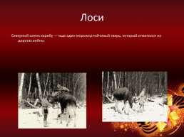 Животные – воины Великой отечественной войны, слайд 11