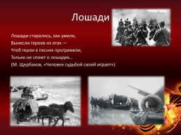 Животные – воины Великой отечественной войны, слайд 5