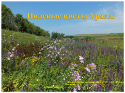 Полевые цветы Урала, слайд 1