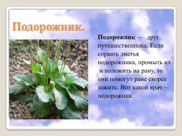 Полевые цветы Урала, слайд 10