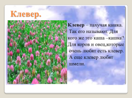 Полевые цветы Урала, слайд 11