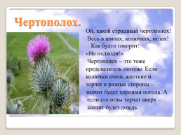 Полевые цветы Урала, слайд 12