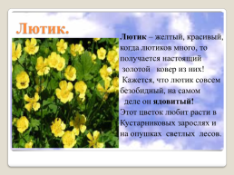 Полевые цветы Урала, слайд 15