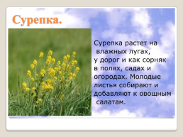 Полевые цветы Урала, слайд 16