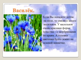 Полевые цветы Урала, слайд 3