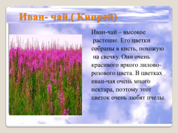 Полевые цветы Урала, слайд 4