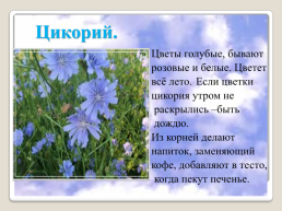 Полевые цветы Урала, слайд 5