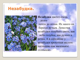 Полевые цветы Урала, слайд 7