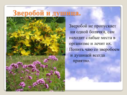 Полевые цветы Урала, слайд 9
