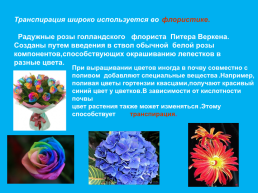 Исследовательская работа «Радужные цветы», слайд 7