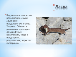 Животные Алтайского края, слайд 10