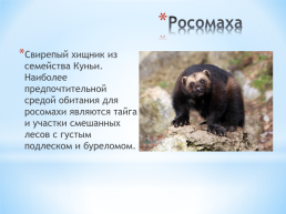 Животные Алтайского края, слайд 11