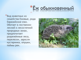 Животные Алтайского края, слайд 3