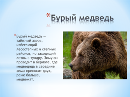 Животные Алтайского края, слайд 4