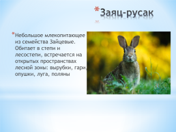 Животные Алтайского края, слайд 5