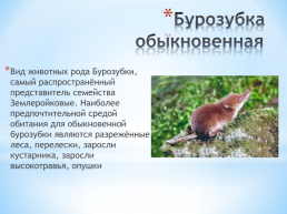 Животные Алтайского края, слайд 6