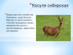 Животные Алтайского края, слайд 7