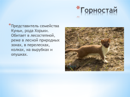 Животные Алтайского края, слайд 8