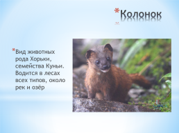 Животные Алтайского края, слайд 9