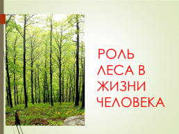 Лес и человек, слайд 11